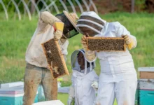 Beekeeping Supplies and Plastic Honey Containers A Complete Guide