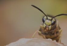 Why Calling a Professional Wasp Exterminator Matters More Than Ever