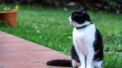 Are Cat Training Collars Safe? A Guide to Humane Features