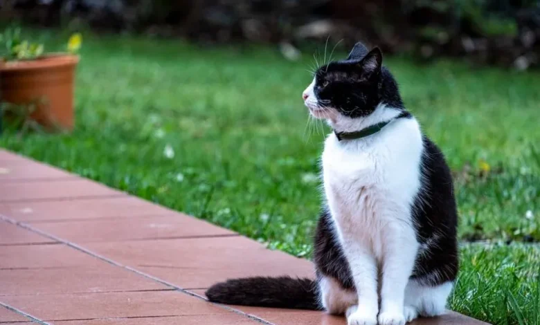 Are Cat Training Collars Safe? A Guide to Humane Features