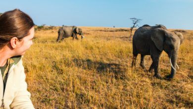 African Safari Tanzania and Mount Kilimanjaro Climbing Guide for Adventure Travelers