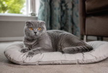 Scottish Fold Insurance