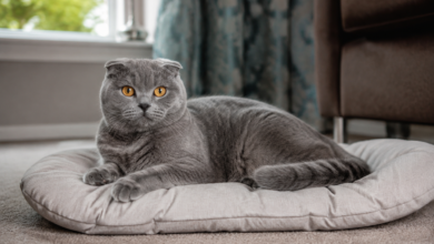 Scottish Fold Insurance