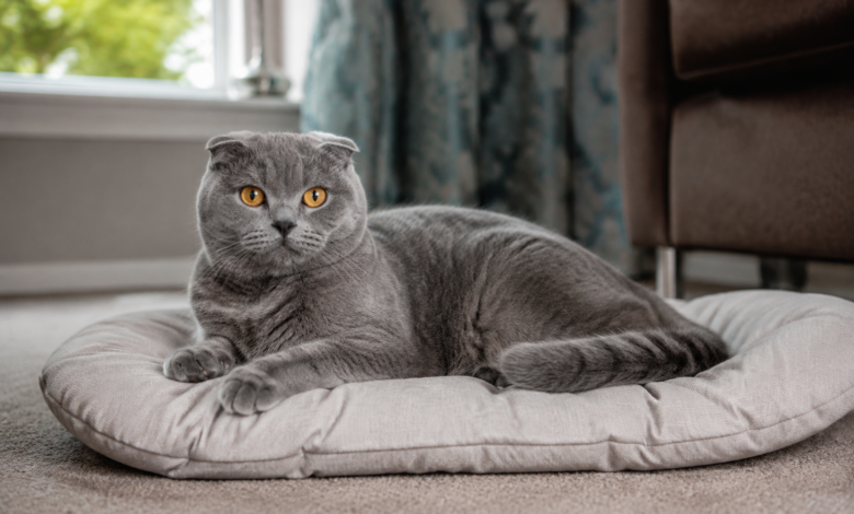 Scottish Fold Insurance